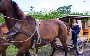 mennonite